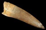 Fossil Plesiosaur (Zarafasaura) Tooth - Morocco #176900-1
